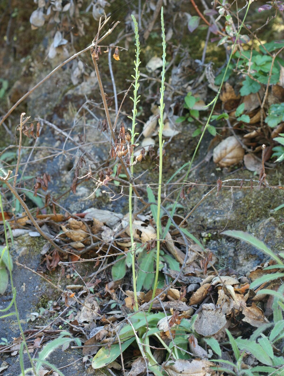 High Resolution Piperia elongata Plant